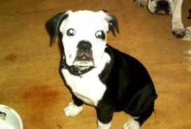 Bulldog Dams For Sale Bulldog Puppies Imperial Bulldogge Female