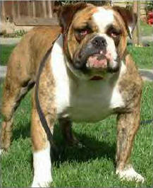 Bulldog Studs,male Bulldogs For Sale,bulldog Breeders,bulldog Breeding 